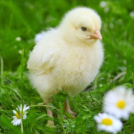 雞群慢性呼吸道疾病，應該用哪些方法可以起到有效防治？